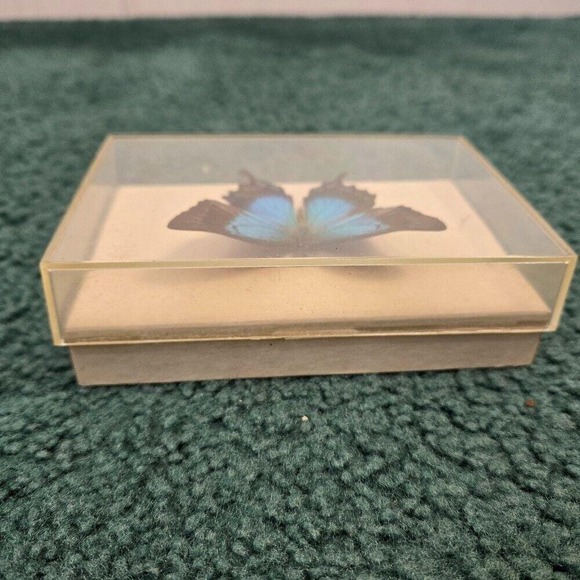 Sea Green Swallowtail Butterfly In Vintage DAX Frame Purchased Puerto Rico 1989 - Picture 9 of 9